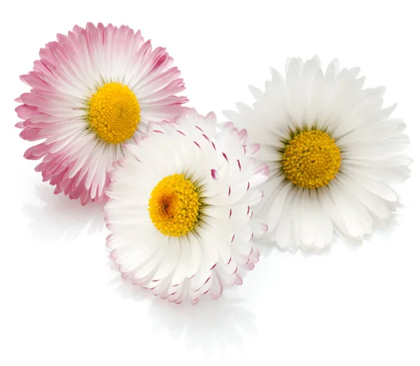 Gyönyörű százszorszép virág — Stock Fotó