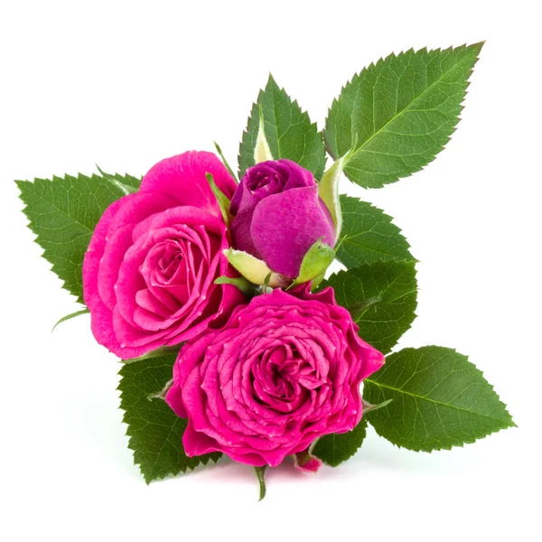 Różowa Róża Kwiat głów — Zdjęcie stockowe
