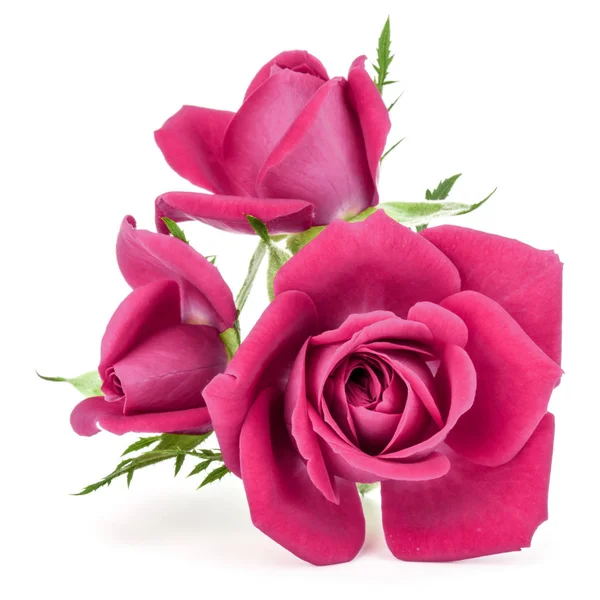 Teste di fiori rosa rosa — Foto Stock