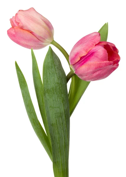 Duas flores de tulipa rosa — Fotografia de Stock