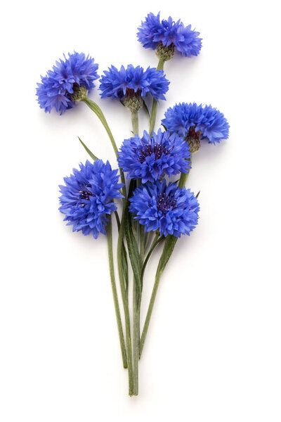 Голубые корневища
