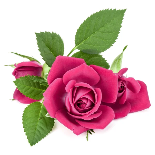 Rosa rosa rosa flores cabeças — Fotografia de Stock