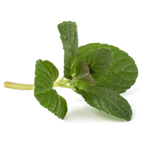 Fresh mint herb leaves — Stock Photo, Image