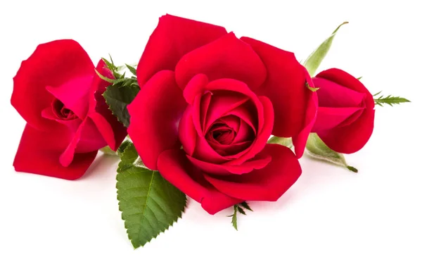 Bukiet kwiatów róży czerwony na białym tle — Zdjęcie stockowe