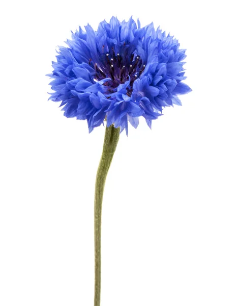 Herb niebieski chaber — Zdjęcie stockowe