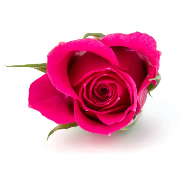 Rose rose fleur tête — Photo