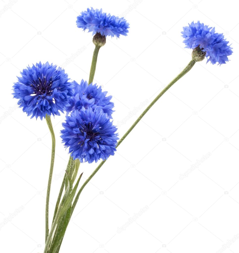 Blue Cornflowers Herb