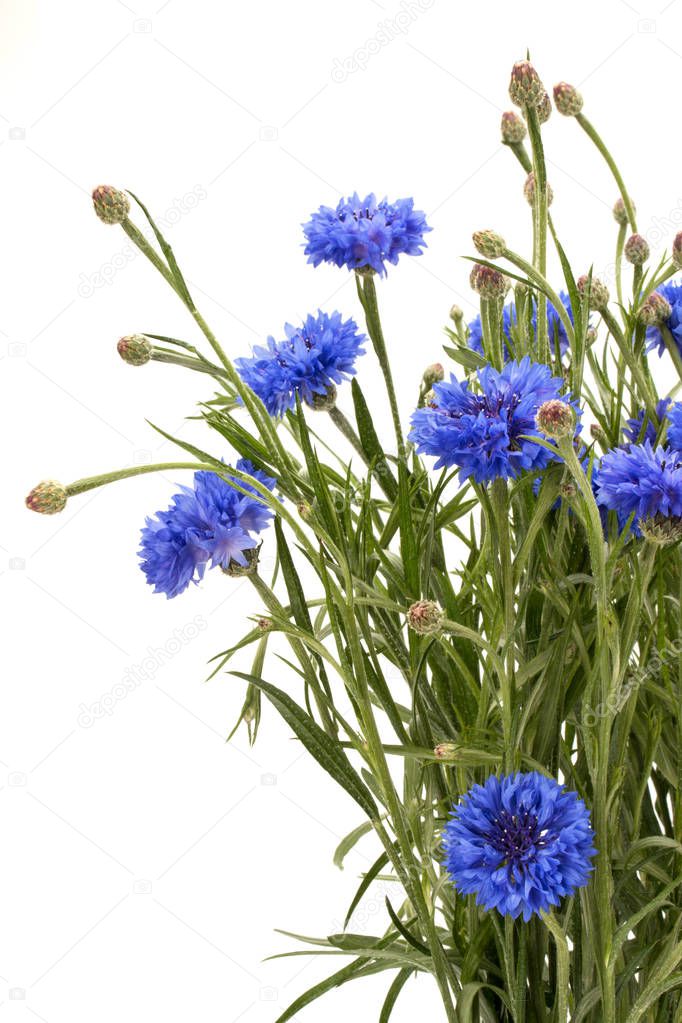 Blue Cornflowers Herb