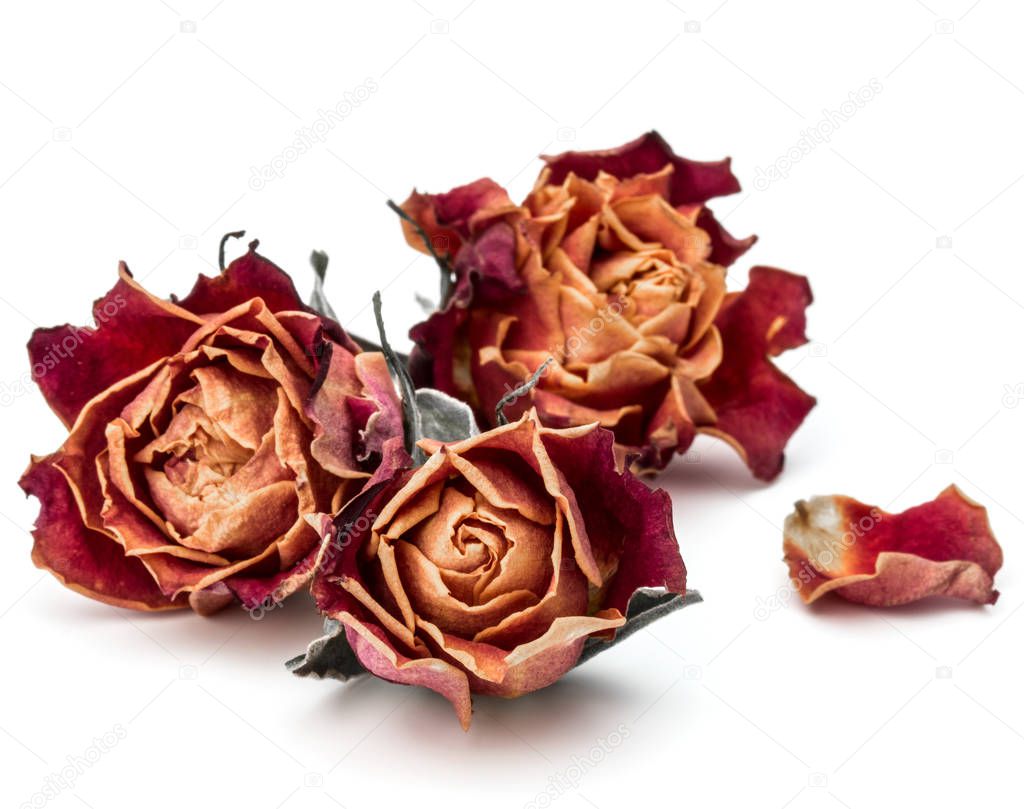 dried rose flower heads