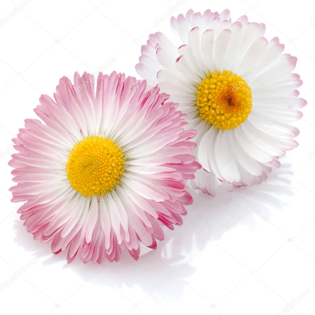 Beautiful daisy flowers 