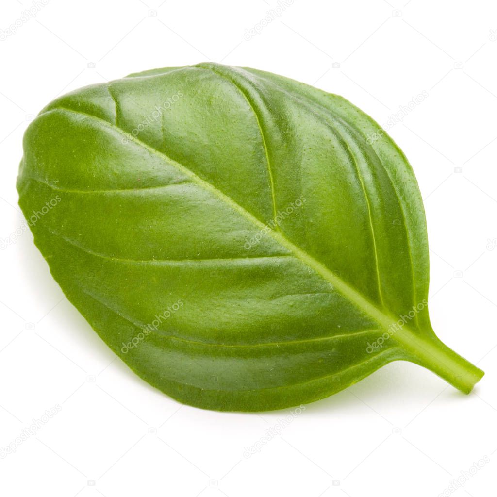 Sweet basil herb leaf