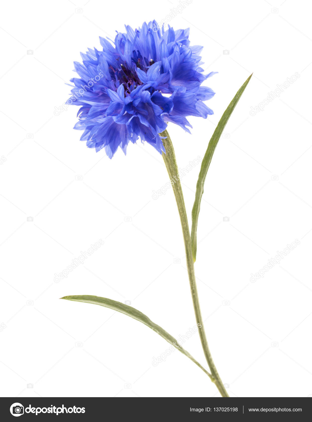 Cornflowers - güzel bir bitki Cornflowers - güzel bir bitki
