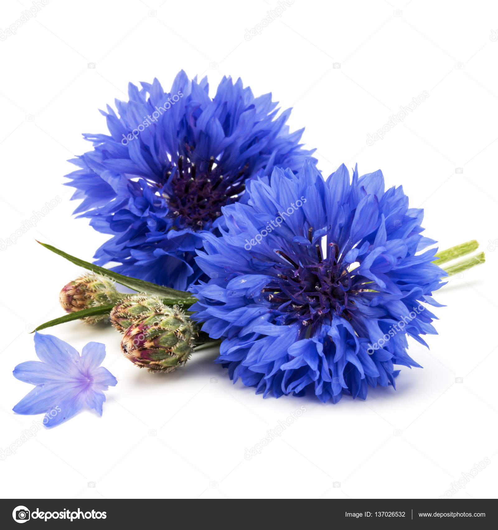 Blue Cornflower Buds Stock Photo Image By C Natika