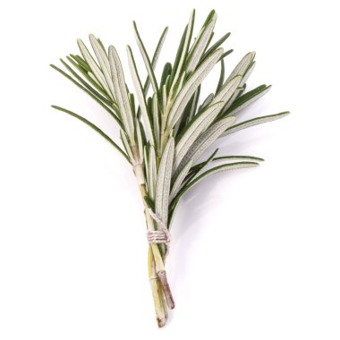 Biberiye bitki yaprağı 