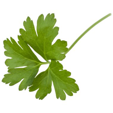 taze maydanoz bitki yaprakları