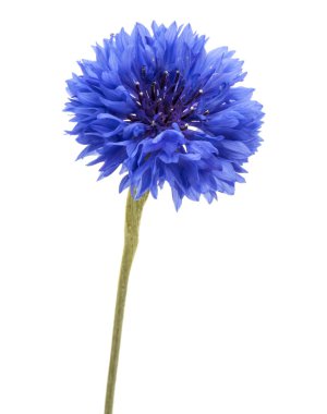 Mavi Peygamber Çiçeği Herb