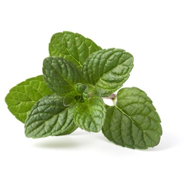 Taze nane yaprağı.