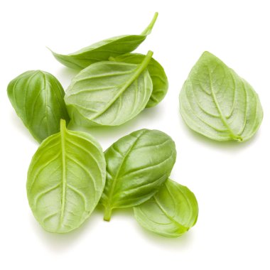 close up fesleğen yaprağı