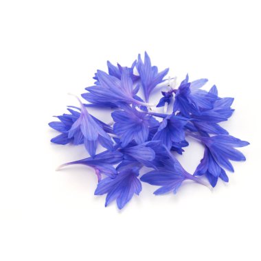 Mavi Peygamber Çiçeği Herb