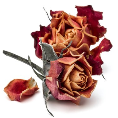 kurutulmuş gül çiçek