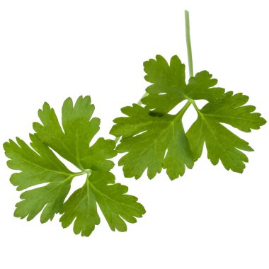 taze maydanoz bitki yaprakları