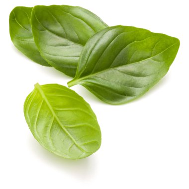 Fesleğen bitki yaprakları