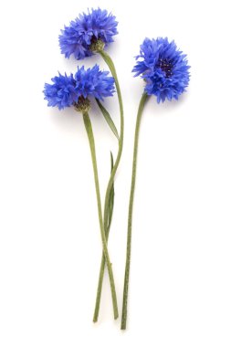 Mavi Peygamber Çiçeği Herb
