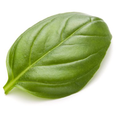 Fesleğen yaprak yakın çekim