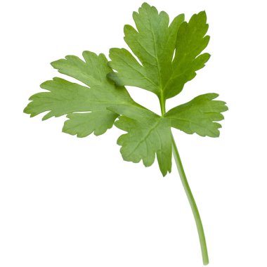 taze maydanoz bitki yaprakları