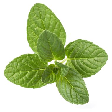 Taze nane yaprağı.