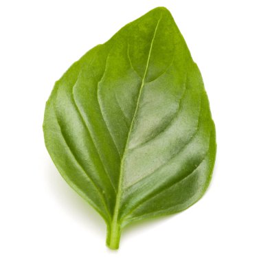 Fesleğen yaprak yakın çekim