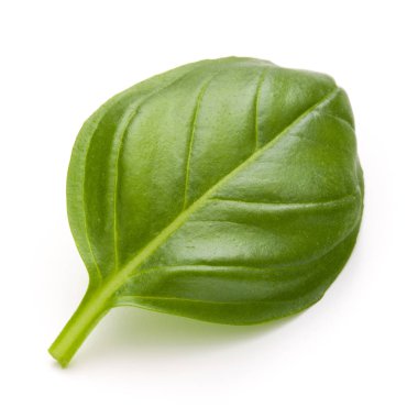 Fesleğen yaprak yakın çekim