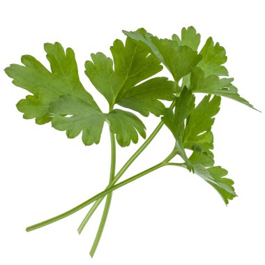 taze maydanoz bitki yaprakları