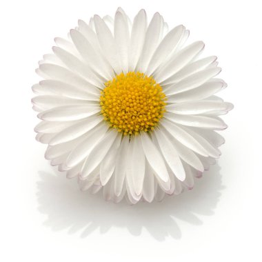 Single daisy flower  clipart
