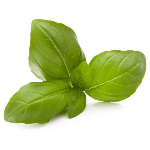 Basil herb leaves close up — Stock Photo, Image