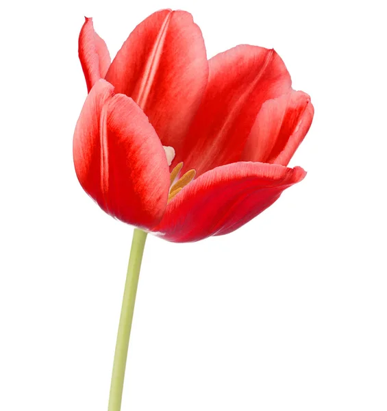 Rode tulip flower hoofd — Stockfoto