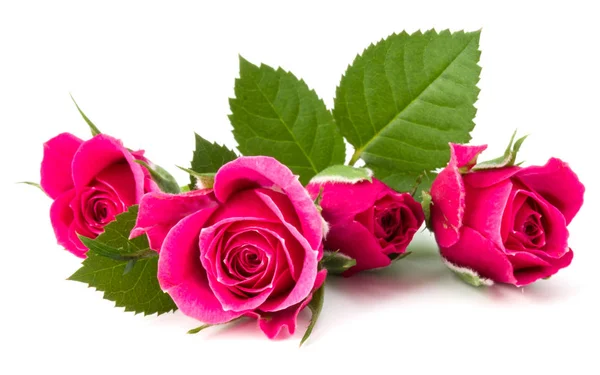 Pink rose flowers — Stock Photo, Image