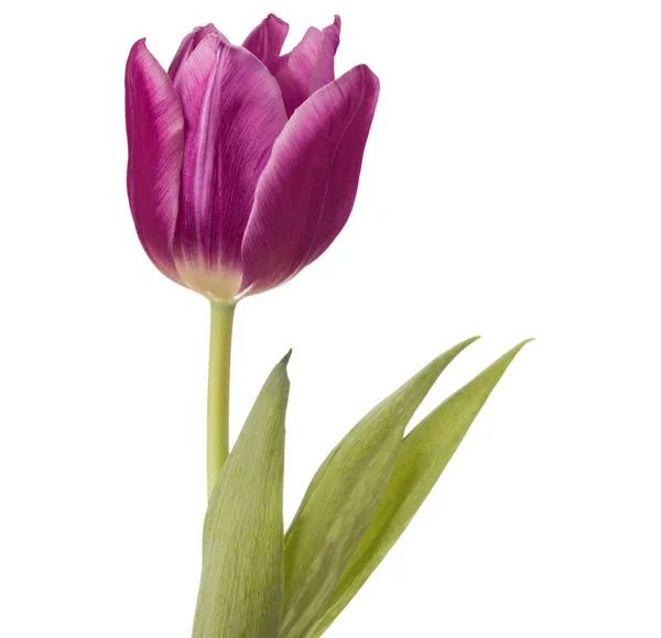 Lila Tulpenblütenkopf — Stockfoto