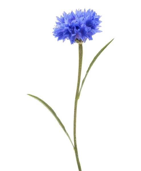 Herb modrá chrpa — Stock fotografie