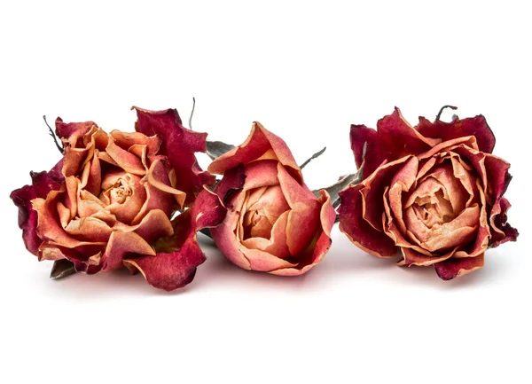 Flores de rosas secas — Foto de Stock