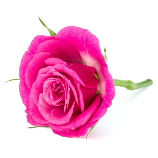 Różowa róża głowa kwiat — Zdjęcie stockowe