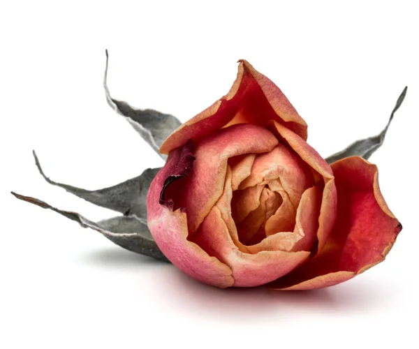 Dried rose flower — Stock Photo, Image