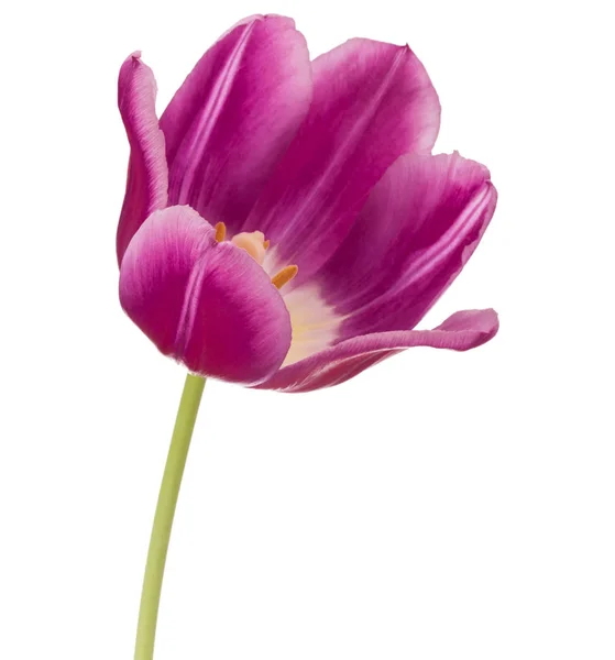Lila Tulpenblütenkopf — Stockfoto