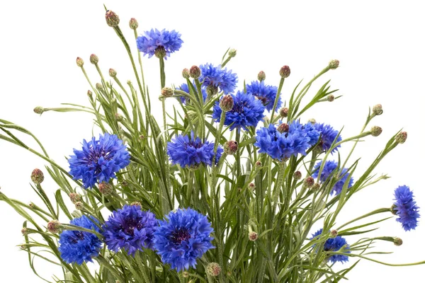 Blaues Kornblumenkraut — Stockfoto