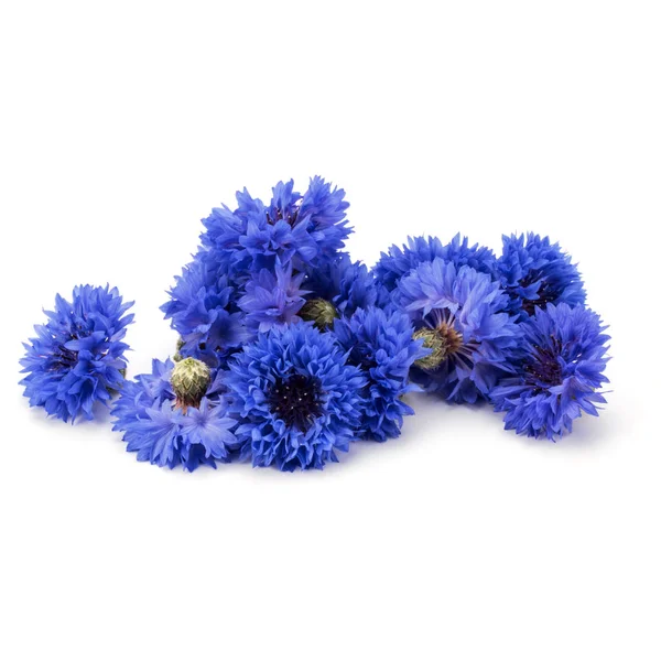 Blue Cornflower Herbs Stock Photo by ©natika 116373038