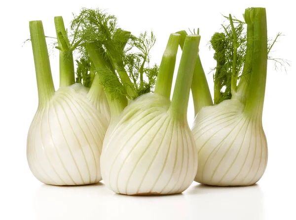 Verse venkel bollen — Stockfoto