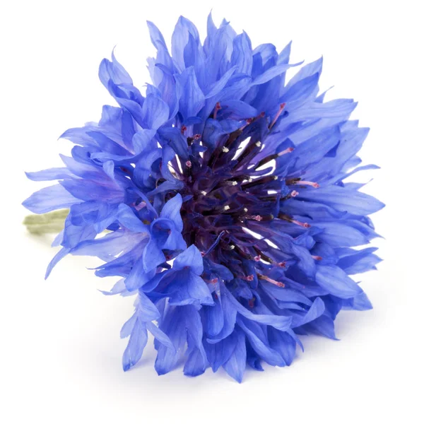 Kék Búzavirág gyógynövény — Stock Fotó