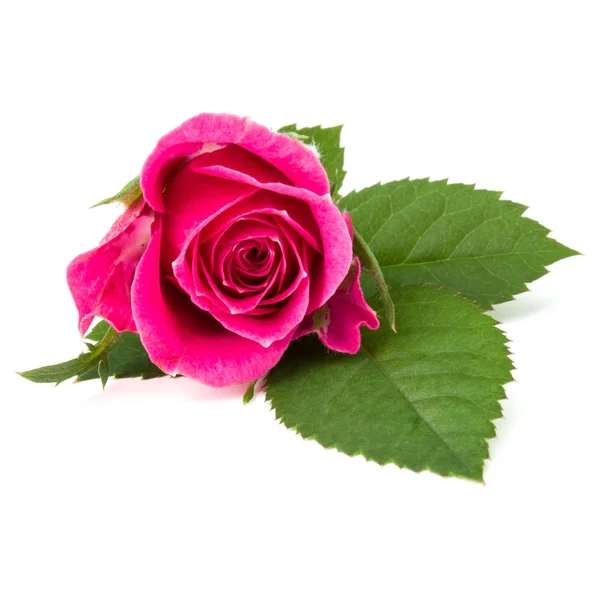 Rosa Ros blomma huvudet — Stockfoto