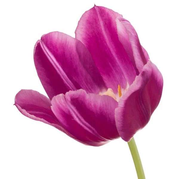 Testa di fiore di tulipano lilla — Foto Stock