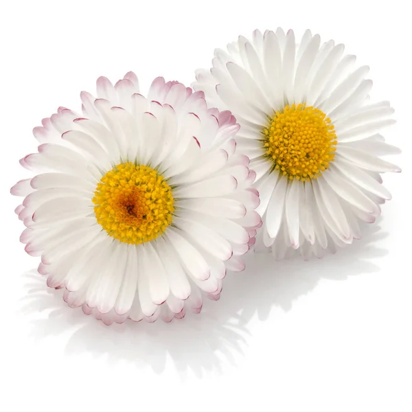 데이지 꽃의 꽃다발 — 스톡 사진